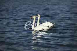 Two swan on blue water