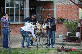 MURDER JELENE MARJANOVIC Police and forensic experts looking for new witnesse