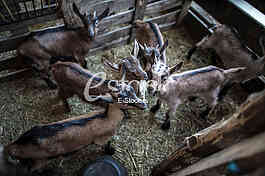 Goat farm Serbia
