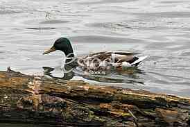 Mallard