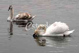 White swans
