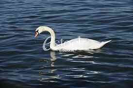 Swan on the River