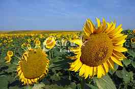 field of sunflowers and blue sun sky