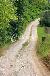 Rural road Country road,green trees and forest
