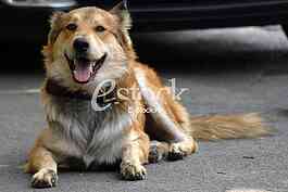 Dog, pas