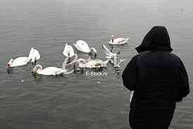 White swans