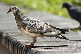 Two pigeons on the wood