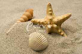 Starfish, shell