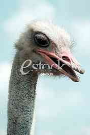 Ostrich
