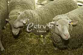 Sheep
