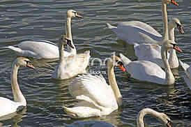 Labud na reci Dunav, Swan on the Danube river