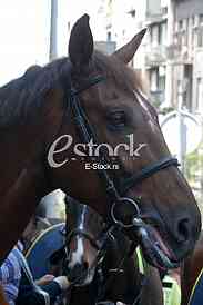 Mounted police patrol