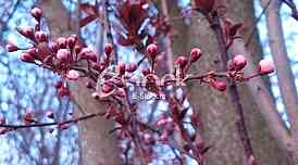 japanese cherry