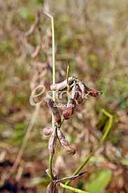 Soybean