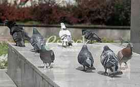 pigeon, dove, culver