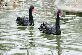 Swans, animal