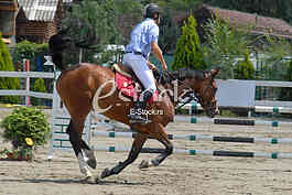 Equestrian Sport