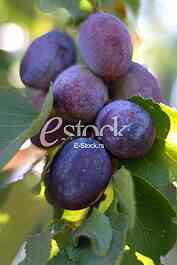 Plum