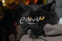 Cat show