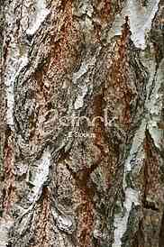 Bark texture background pattern crack old brown for design