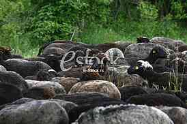 Herd of black sheep on beautiful mountain meadow