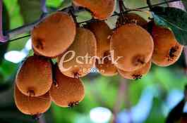 Fruits