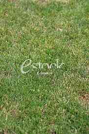 green grass texture or background of golf course and football field