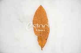 fallen autumn leaves on snow