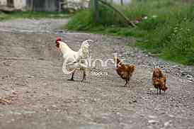 rooster crowing crows rooster chicken in the village