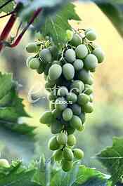 Fruits