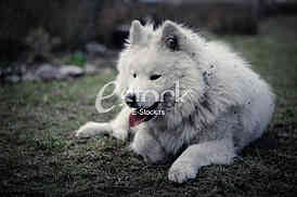 Samoyed