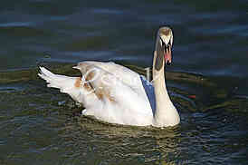 Labud na reci Dunav, Swan on the Danube river