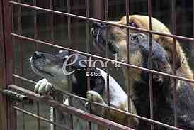 Animal Shelter
