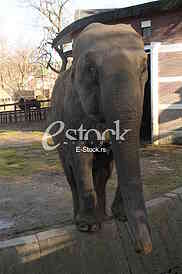 Slon, Elephant