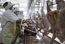Continuous conveyor of meat of chickens
