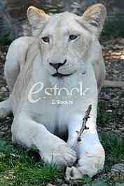 White lion
