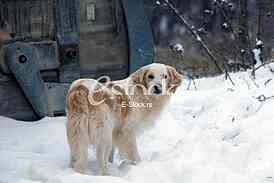 Hunting dog