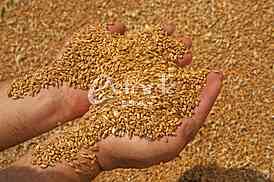Agriculture