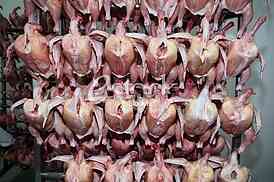 Chicken meat
