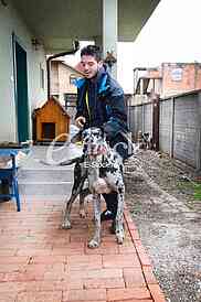 Association for adoption dogs 