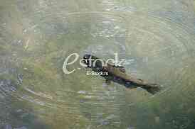 Fish swim in the river water