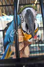 Parrot