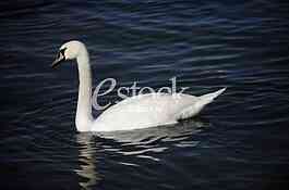 Swan on the River
