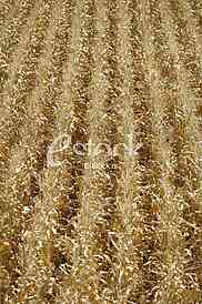 corn field background