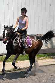 Horse