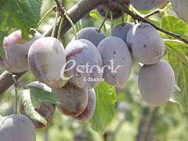 Sljiva, Plum