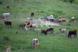 Cows grazing on a green summer meadow