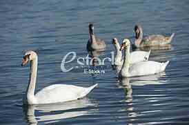 Swans on the River