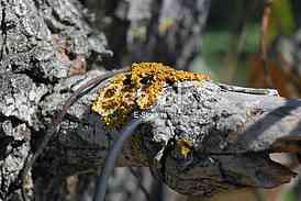 Ecology