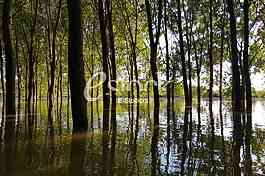 Tamis poplave